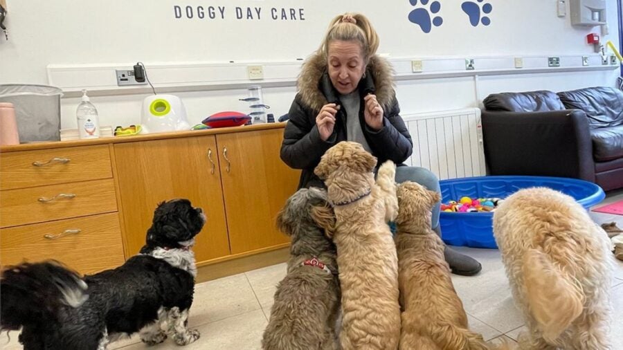 Image of UAP's doggy day care centre with five dogs in attendance